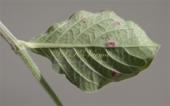  Leaf (Abaxial view)